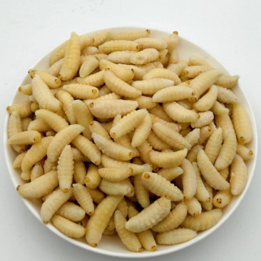 一级蜂蛹（一手货源）常年大量供应，规格齐全，对接批发零售