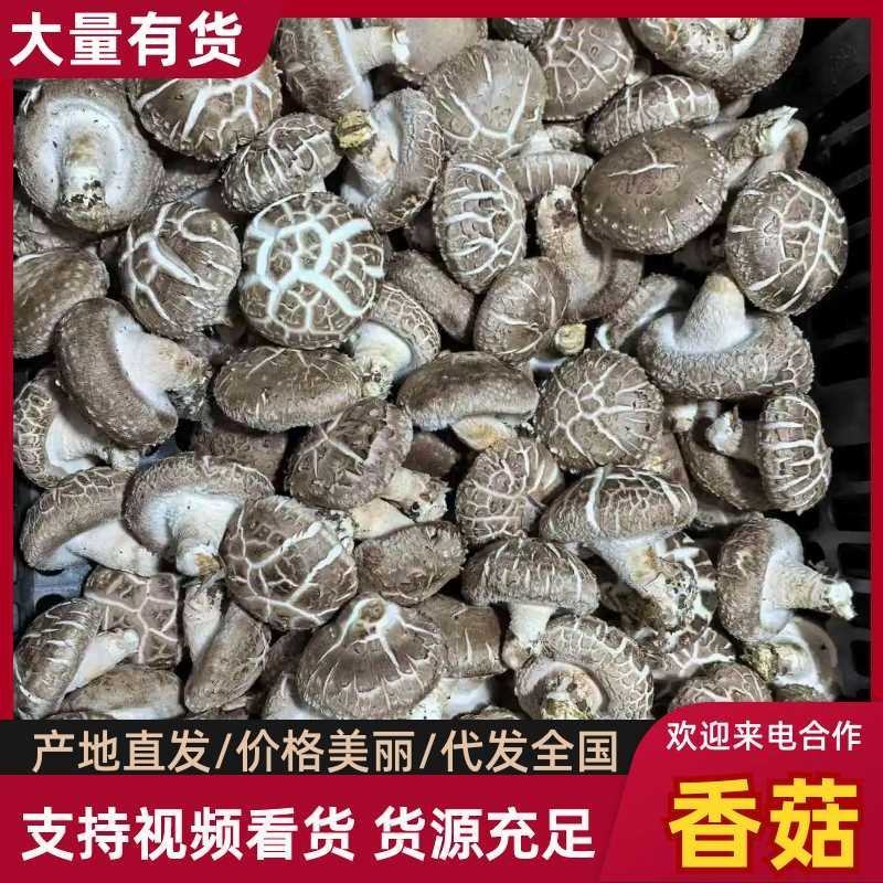 鲜香菇产地货源充足规格齐全保质保量全国发货