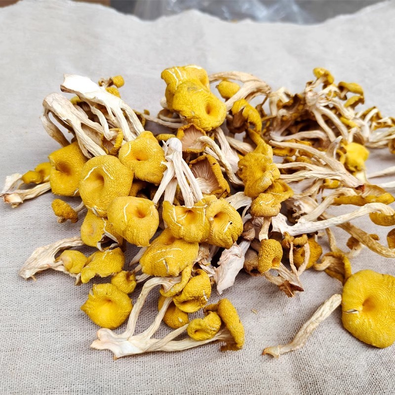 福建鸡油菌干货批发榆黄菇干货批发，一键代发！干鸡油菌