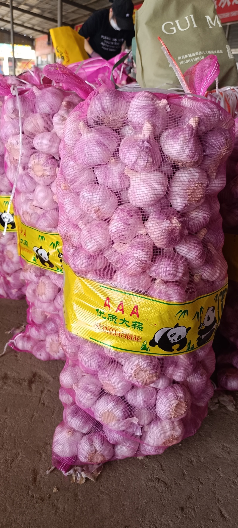 【精品】金乡大蒜山东干大蒜精品培育多瓣新鲜大蒜大量上市