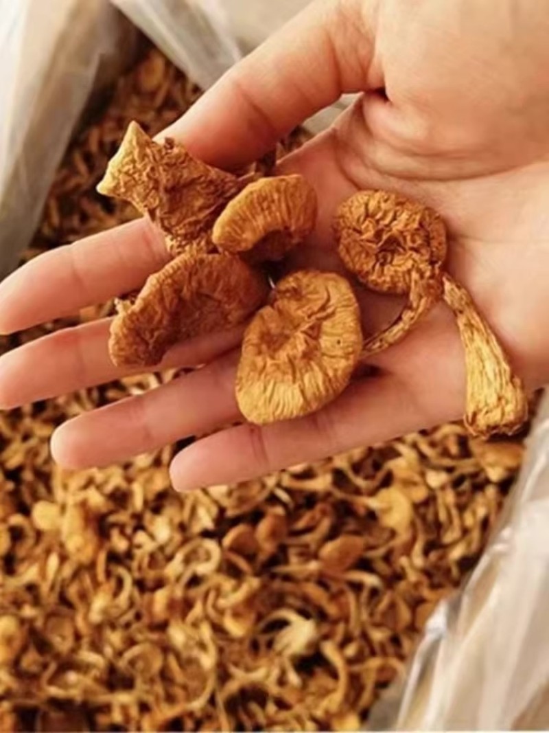 福建滑子菇干货批发滑子蘑，一键代发！
