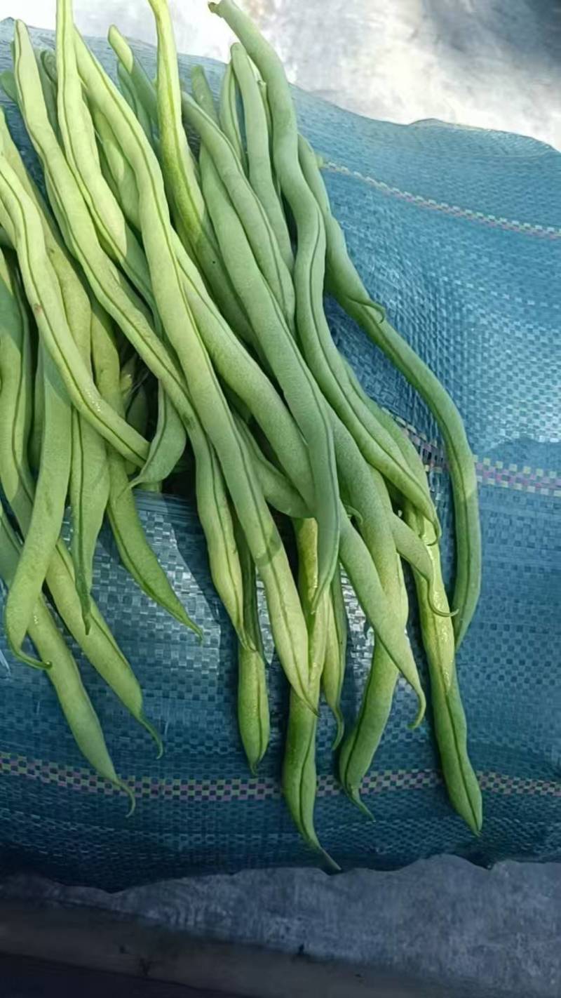 高原无筋豆上市，