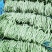 高原无筋豆上市，