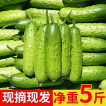 新鲜水果黄瓜现摘农家旱黄瓜生吃蔬菜当季刺青瓜脆嫩小黄瓜包邮