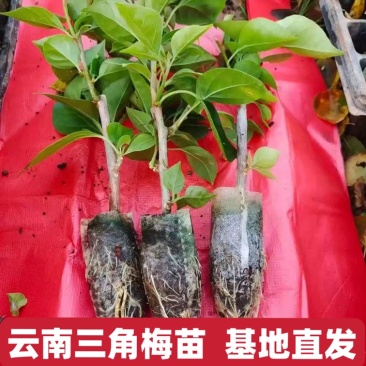 云南重瓣彩色三角梅苗袋苗勤花爬藤植物四季开花庭院阳台绿植