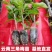 云南重瓣彩色三角梅苗袋苗勤花爬藤植物四季开花庭院阳台绿植