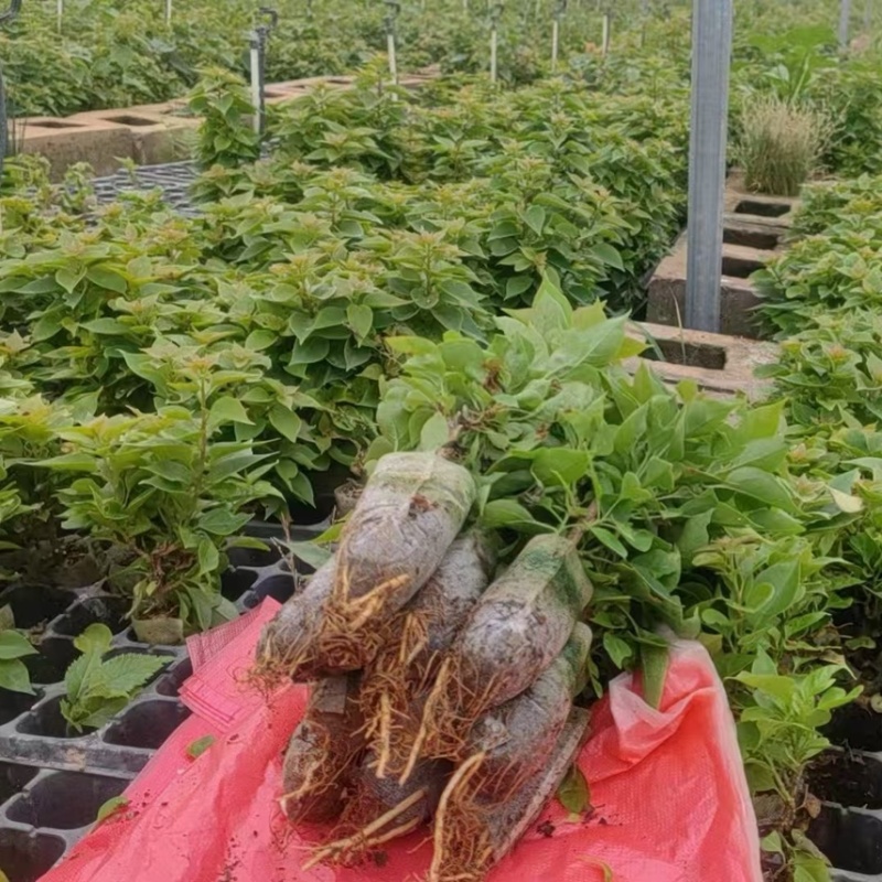 云南重瓣彩色三角梅苗袋苗勤花爬藤植物四季开花庭院阳台绿植