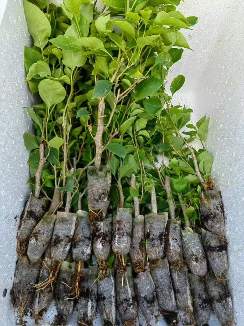云南重瓣彩色三角梅苗袋苗勤花爬藤植物四季开花庭院阳台绿植