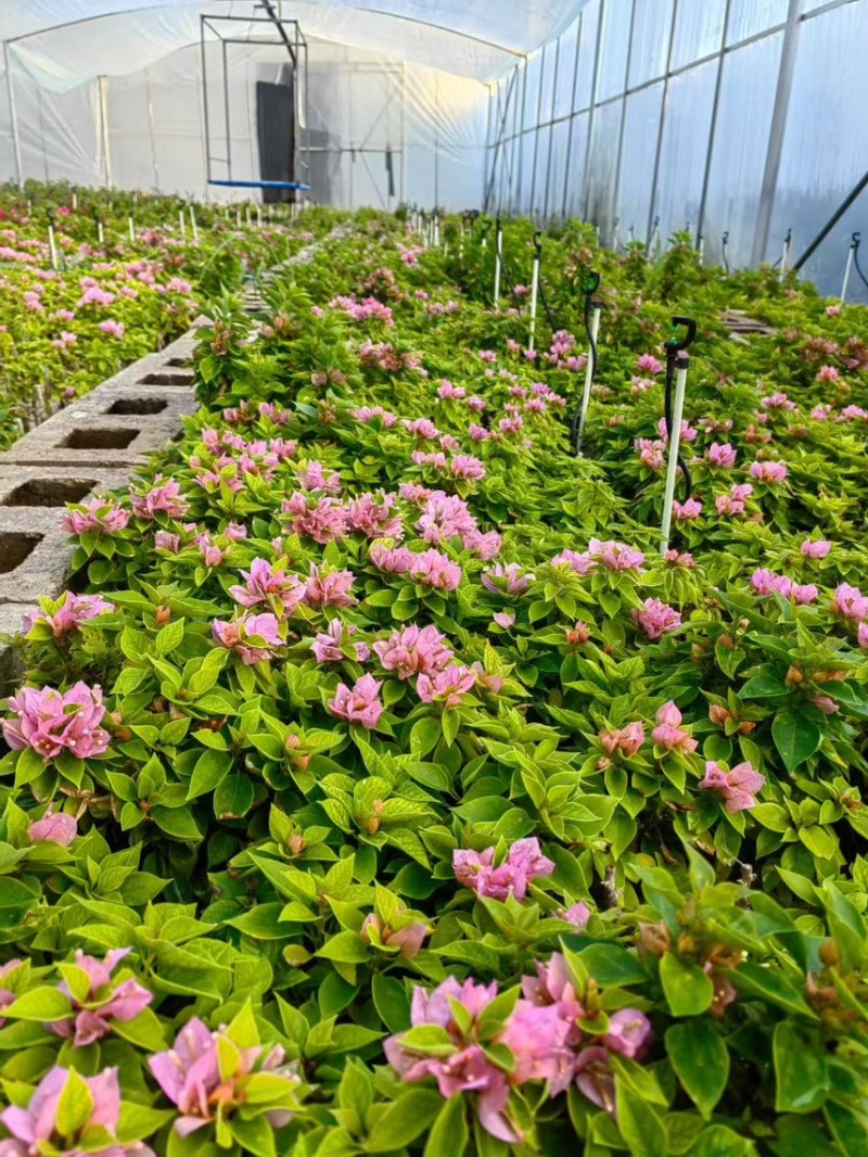 云南重瓣彩色三角梅苗袋苗勤花爬藤植物四季开花庭院阳台绿植