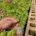 云南重瓣彩色三角梅苗袋苗勤花爬藤植物四季开花庭院阳台绿植