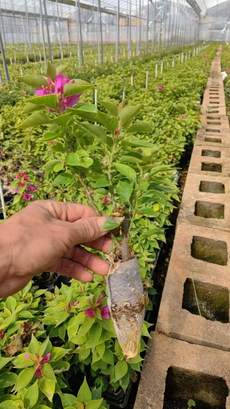 云南重瓣彩色三角梅苗袋苗勤花爬藤植物四季开花庭院阳台绿植