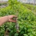 云南重瓣彩色三角梅苗袋苗勤花爬藤植物四季开花庭院阳台绿植