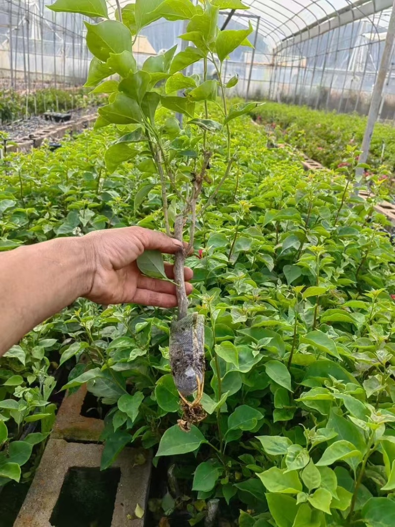 云南重瓣彩色三角梅苗袋苗勤花爬藤植物四季开花庭院阳台绿植