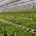 云南重瓣彩色三角梅苗袋苗勤花爬藤植物四季开花庭院阳台绿植