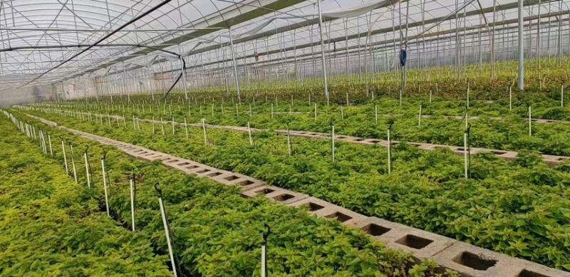 云南重瓣彩色三角梅苗袋苗勤花爬藤植物四季开花庭院阳台绿植