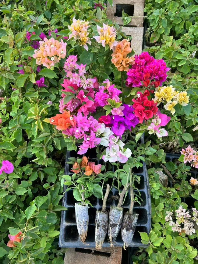 云南重瓣彩色三角梅苗袋苗勤花爬藤植物四季开花庭院阳台绿植