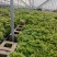 云南重瓣彩色三角梅苗袋苗勤花爬藤植物四季开花庭院阳台绿植