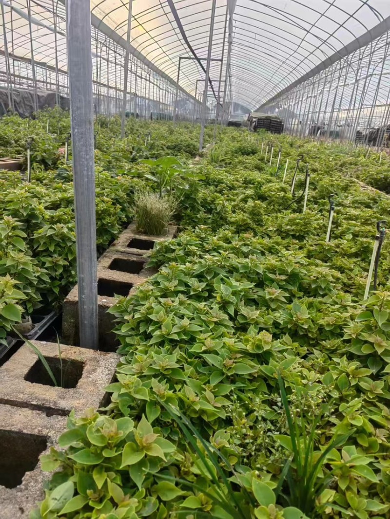 云南重瓣彩色三角梅苗袋苗勤花爬藤植物四季开花庭院阳台绿植