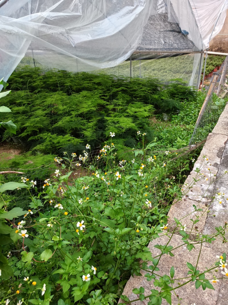 多肉植物，仙人掌