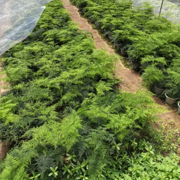 多肉植物，仙人掌