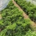 多肉植物，仙人掌