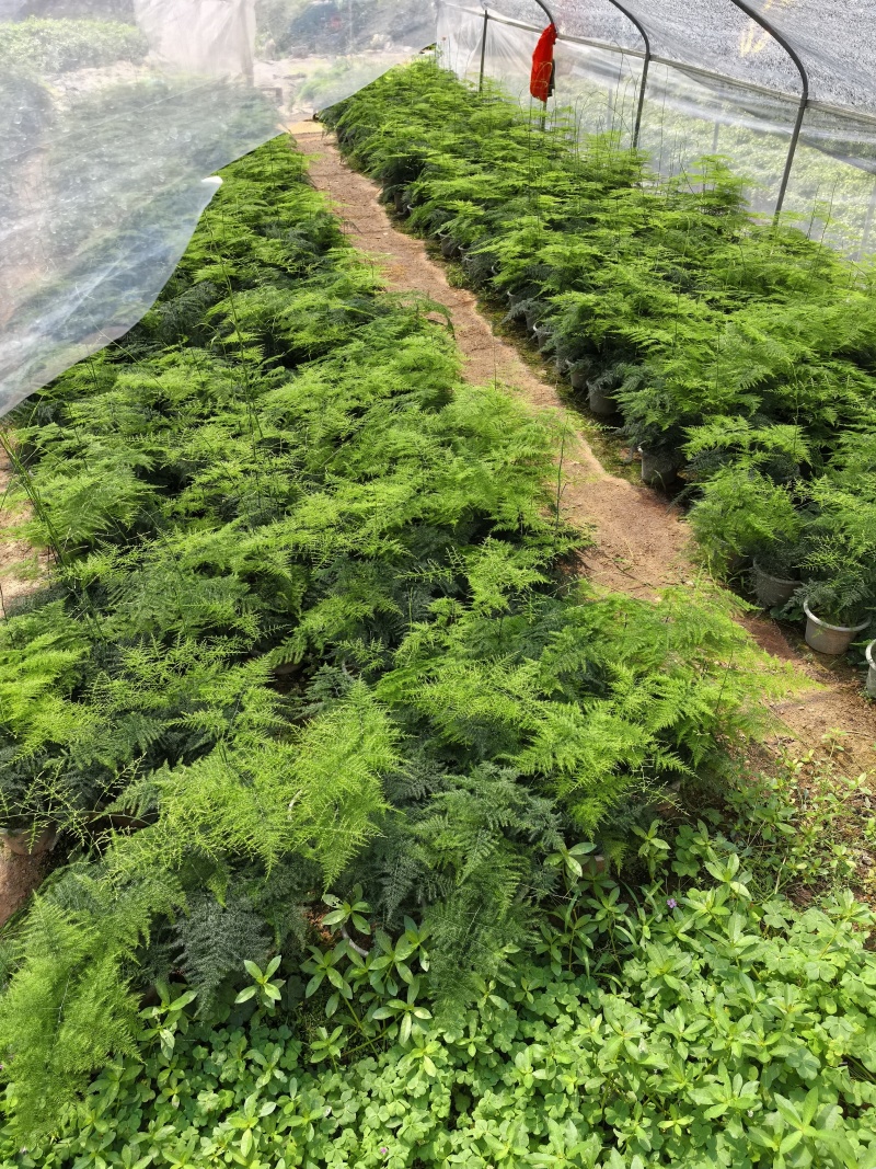 多肉植物，仙人掌