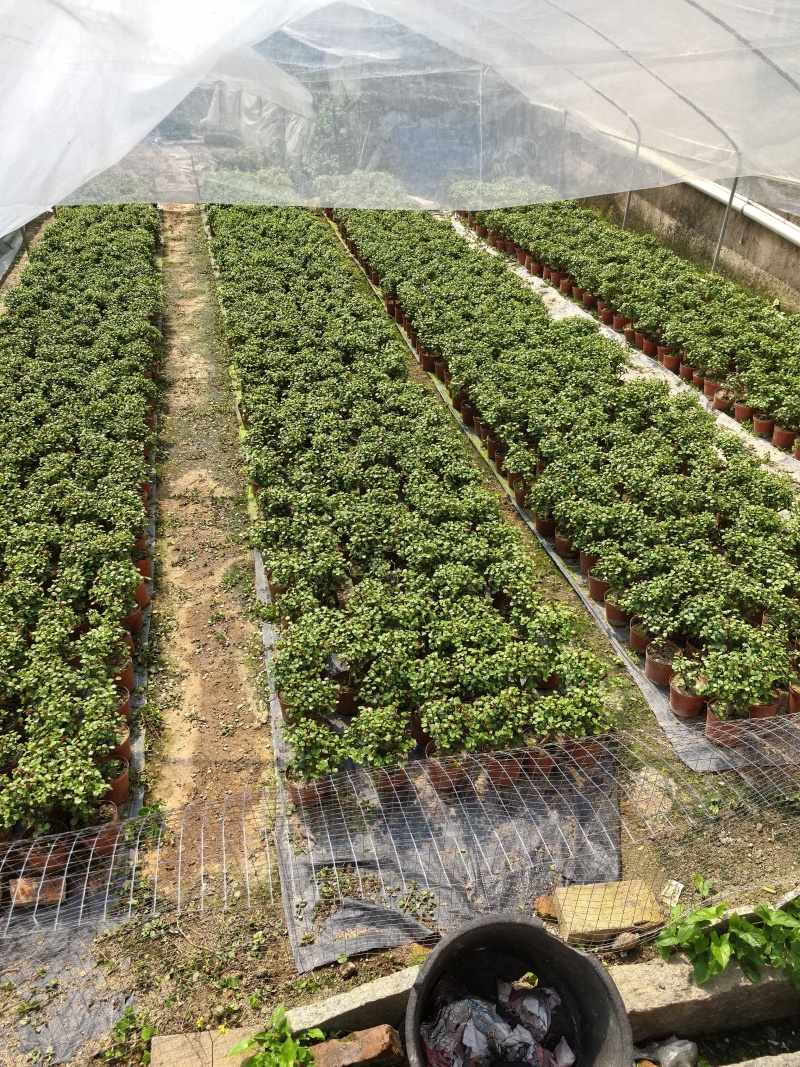 多肉植物，仙人掌