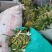 云南文山双叶大果石橄榄包邮到家