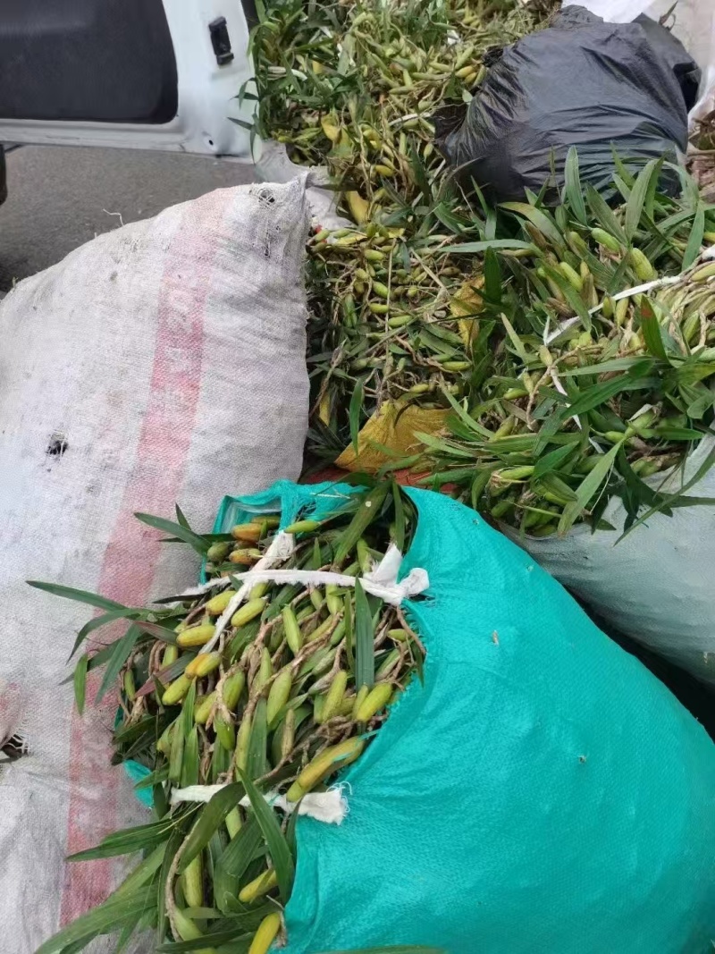 云南文山双叶大果石橄榄包邮到家