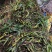 云南文山双叶大果石橄榄包邮到家