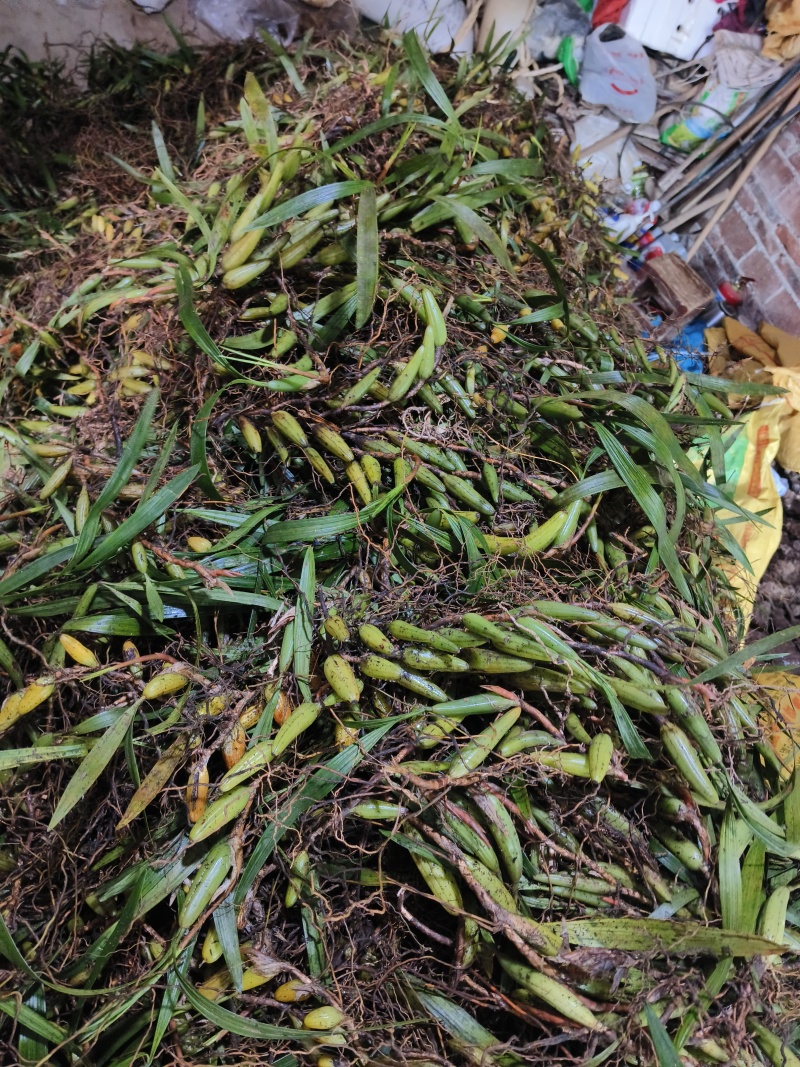 云南文山双叶大果石橄榄包邮到家