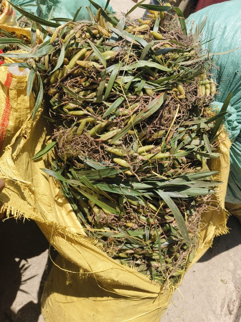 云南文山双叶大果石橄榄包邮到家