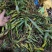 云南文山双叶大果石橄榄包邮到家