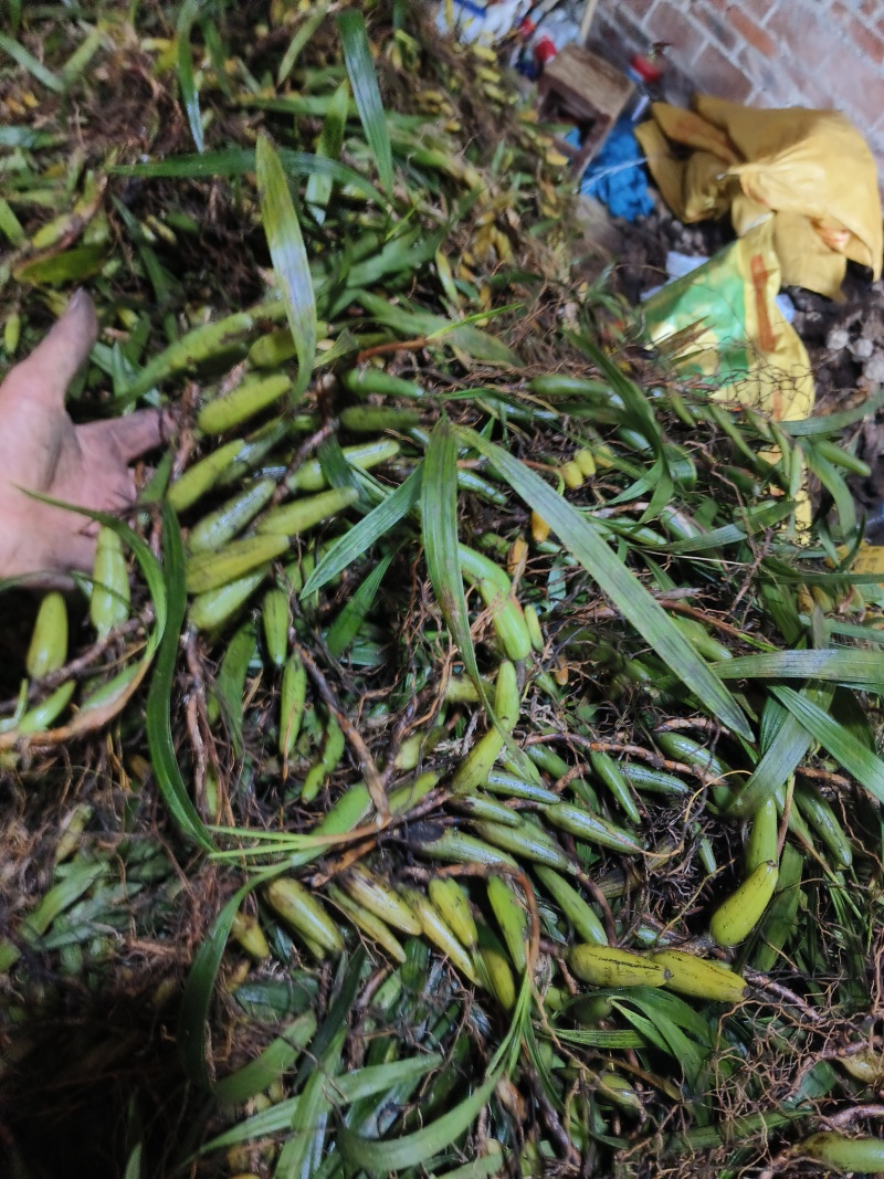 云南文山双叶大果石橄榄包邮到家