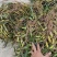 云南文山双叶大果石橄榄包邮到家