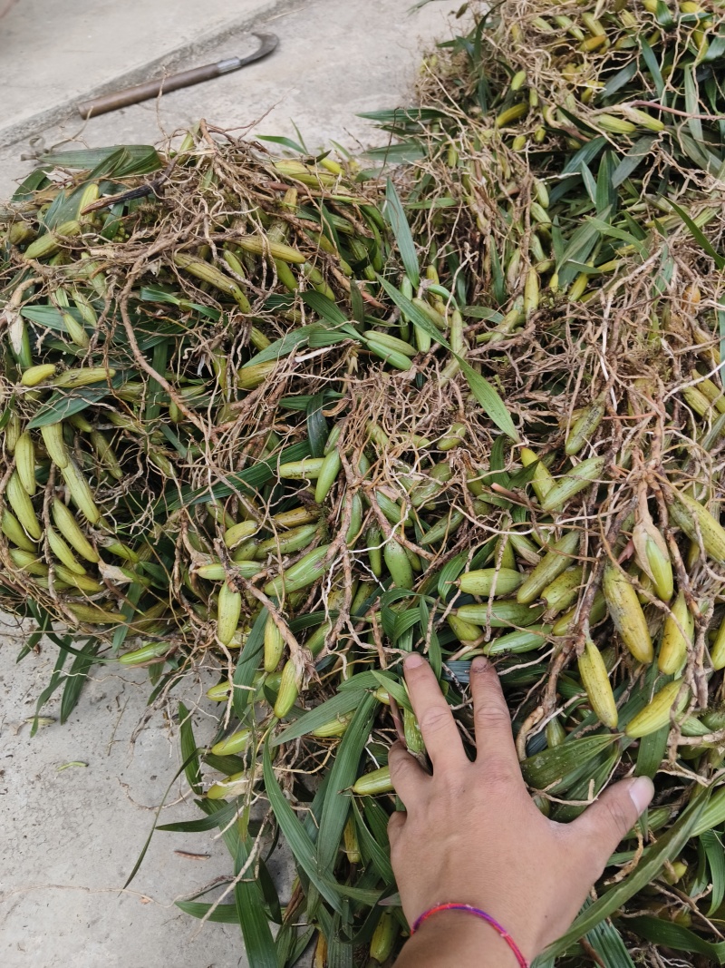 云南文山双叶大果石橄榄包邮到家