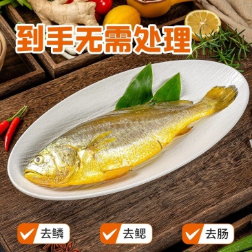 三都港三去黄花鱼