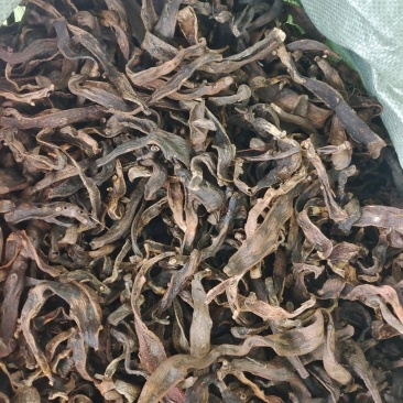 大叶骨碎补中药材广西野生新鲜干货骨碎补中草药申姜石姜
