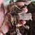 大叶骨碎补中药材广西野生新鲜干货骨碎补中草药申姜石姜