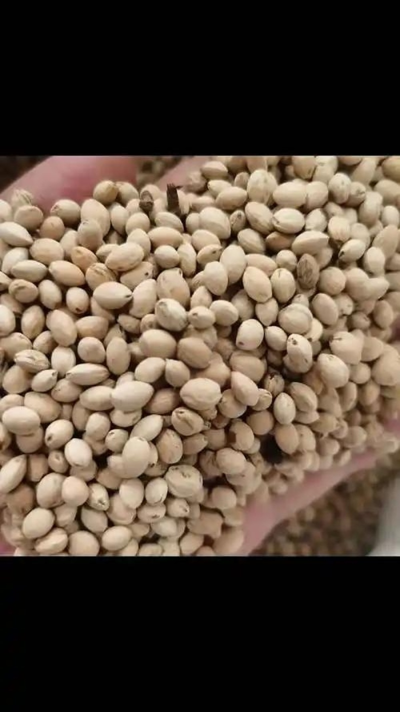 樱挑果子洗净干货