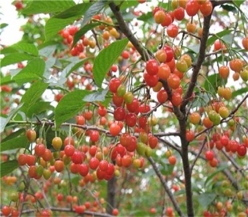 樱挑果子洗净干货