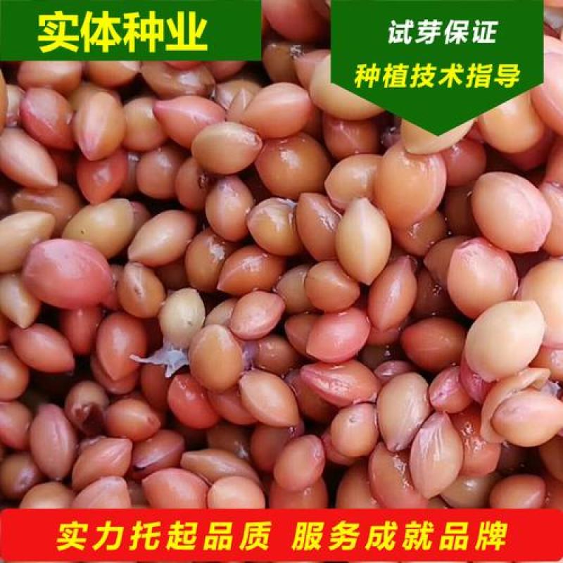樱挑果子洗净干货