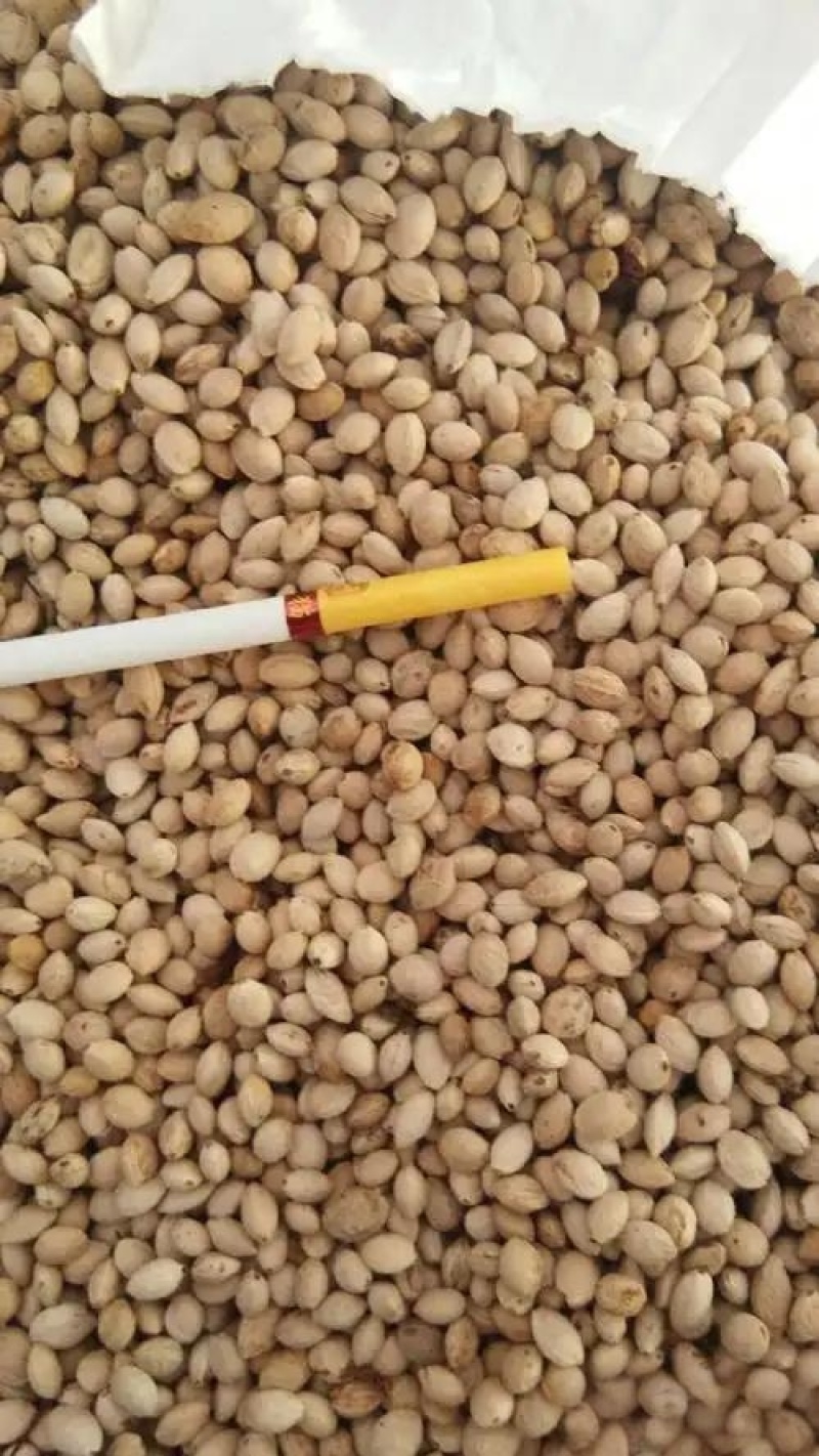 樱挑果子洗净干货