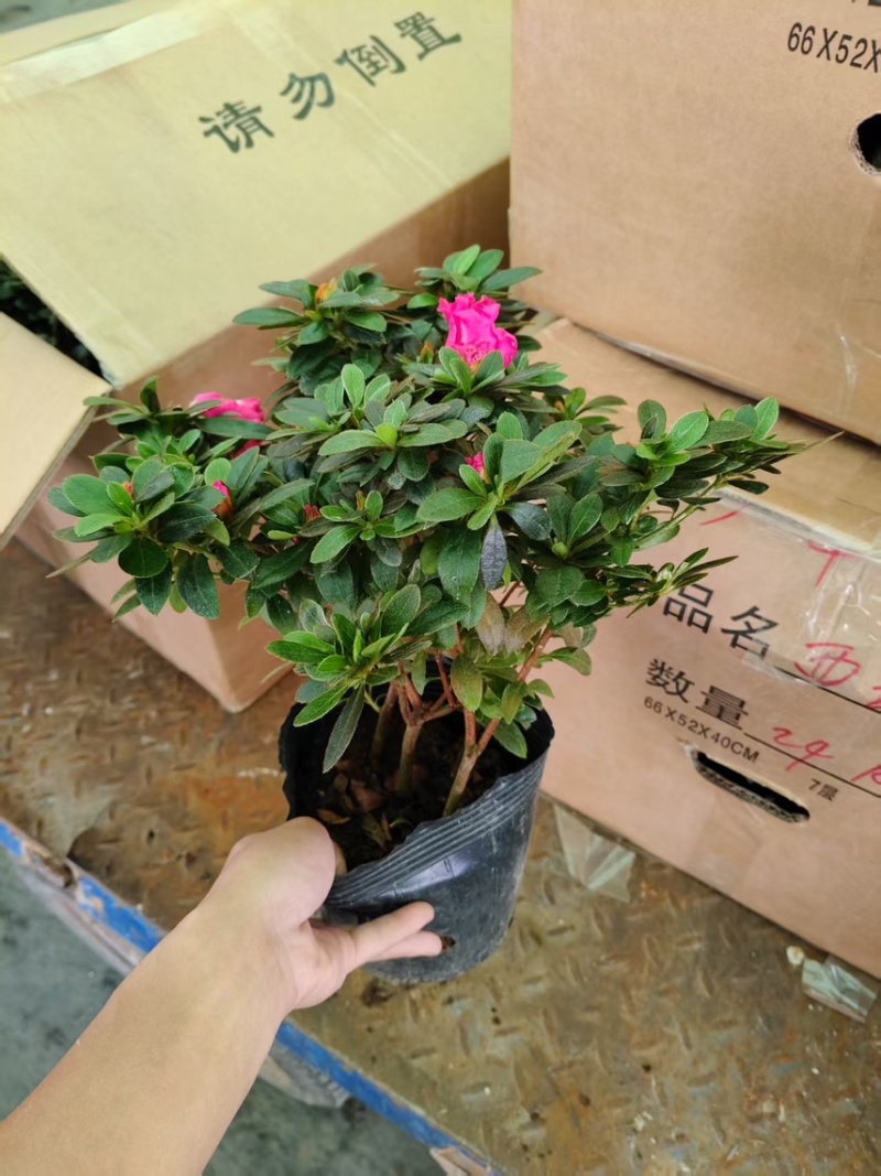 双色西玛杜鹃杨梅红