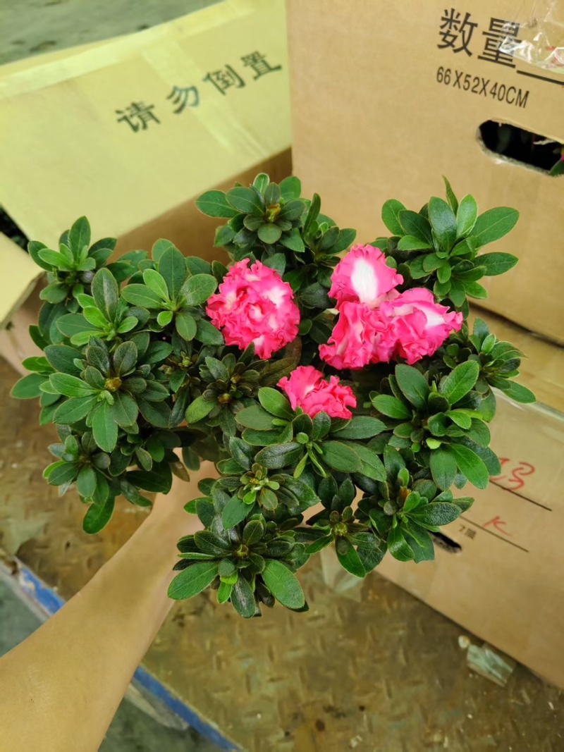 双色西玛杜鹃杨梅红