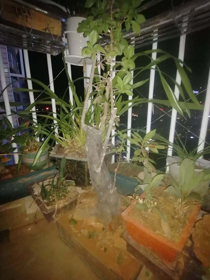 三盆金弹子老桩出售。