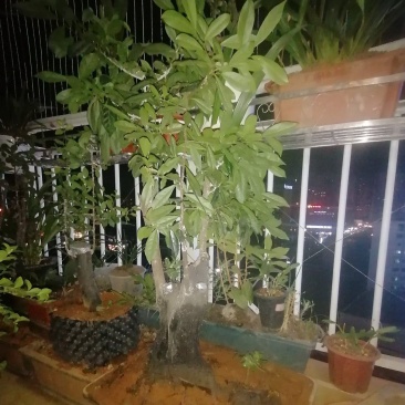 三盆金弹子老桩出售。