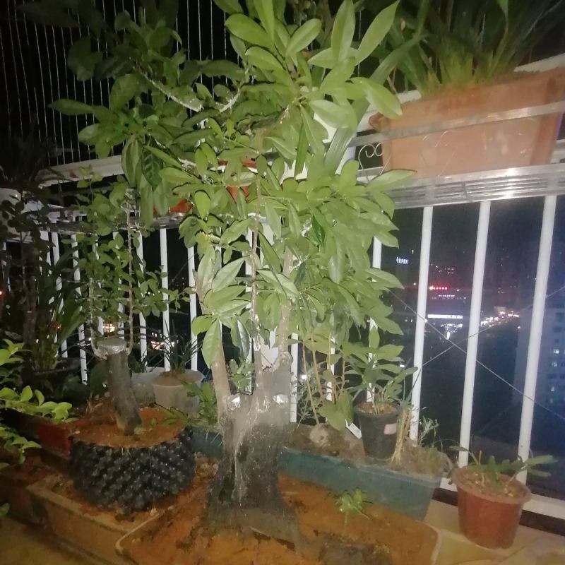 三盆金弹子老桩出售。