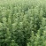 四川鲜艾草出售