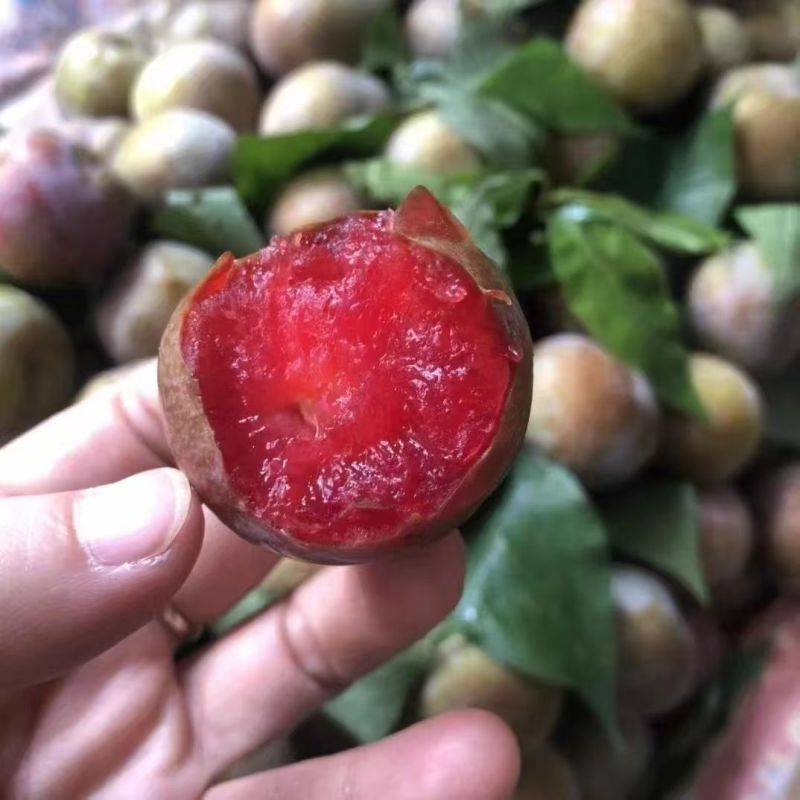 云南三华李大量上市